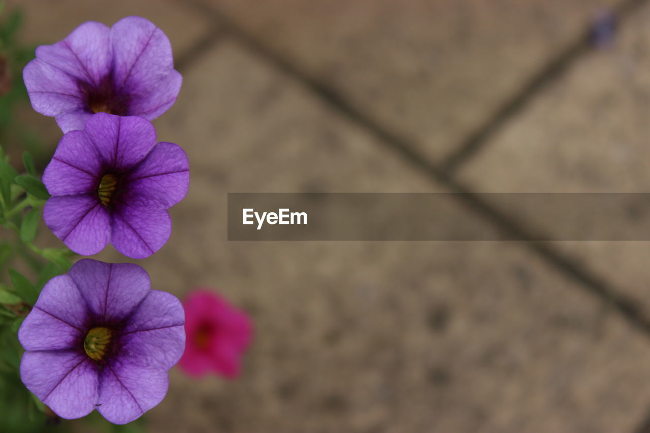 CLOSE-UP OF WATER DROPS ON PURPLE FLOWER