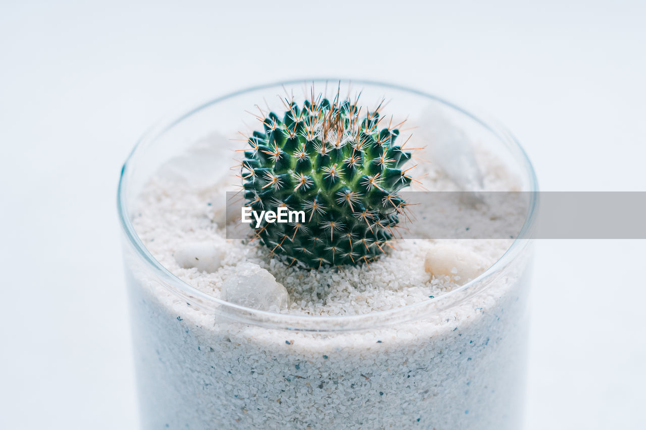 Little yellow cactus in the glass pot