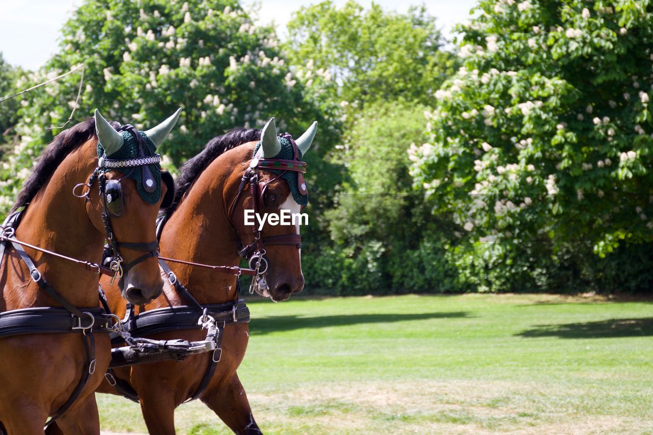 Horses walking on field at park during sunny day