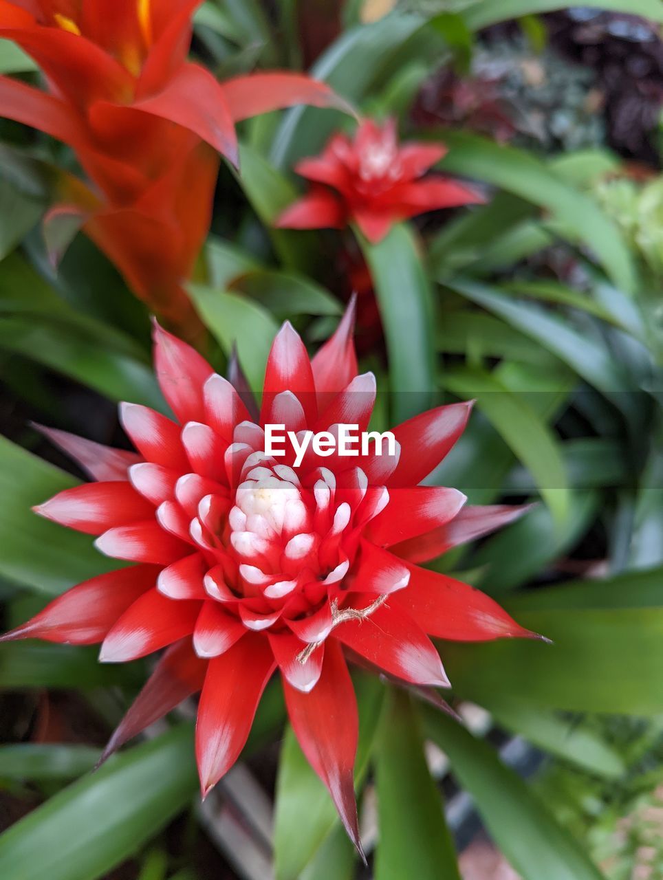 flower, flowering plant, plant, beauty in nature, petal, freshness, close-up, leaf, nature, red, plant part, growth, flower head, inflorescence, fragility, no people, outdoors, focus on foreground, blossom, green, pink, vibrant color, botany, tropical climate
