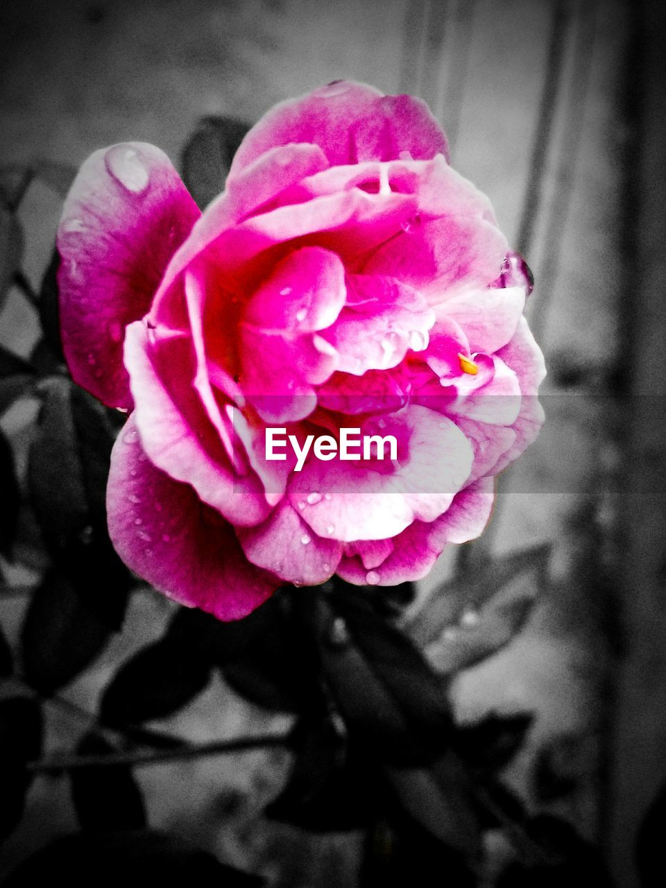 CLOSE-UP OF PINK ROSES BLOOMING OUTDOORS