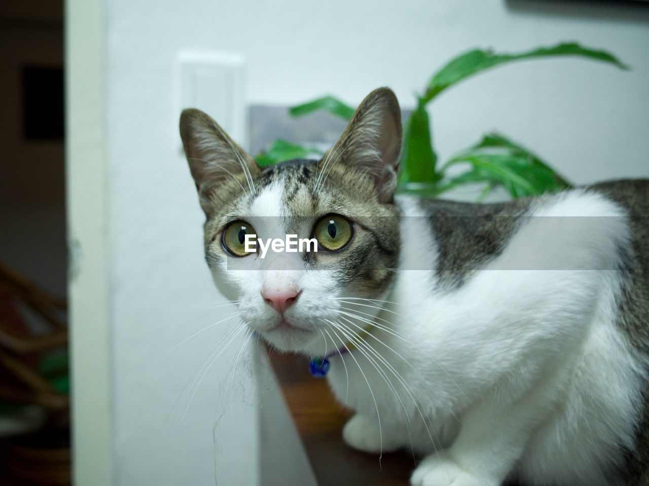 pet, domestic animals, animal themes, animal, mammal, domestic cat, cat, one animal, feline, whiskers, portrait, looking at camera, small to medium-sized cats, felidae, indoors, no people, animal body part, close-up, carnivore, white, focus on foreground, eye, looking
