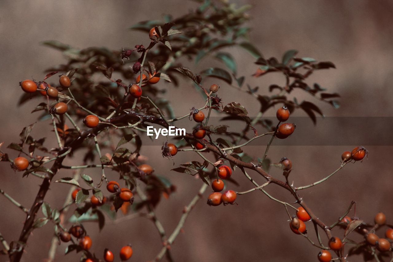 Close-up of berries on tree