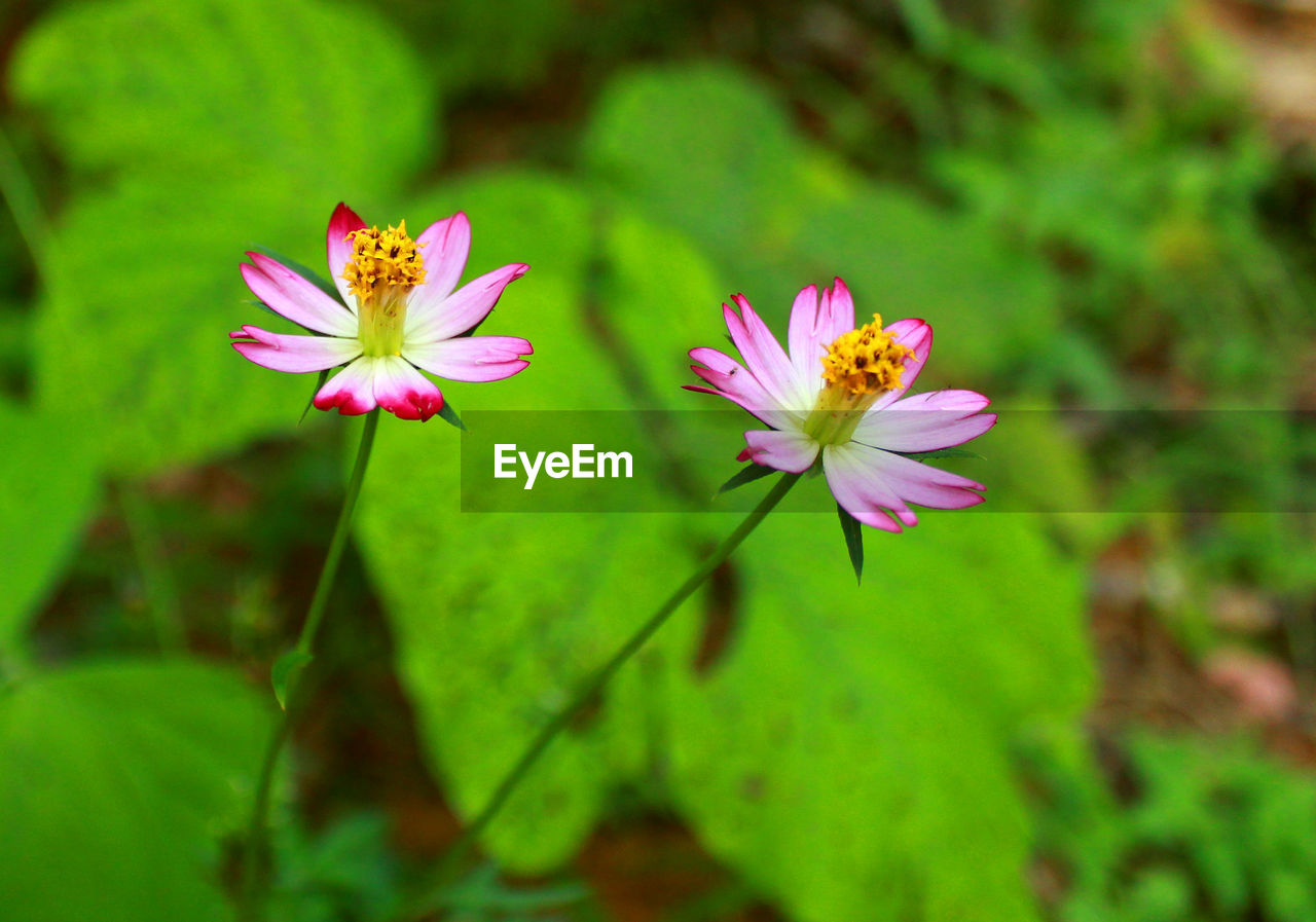 CLOSE-UP OF PINK FLOWERS BLOOMING IN PARK