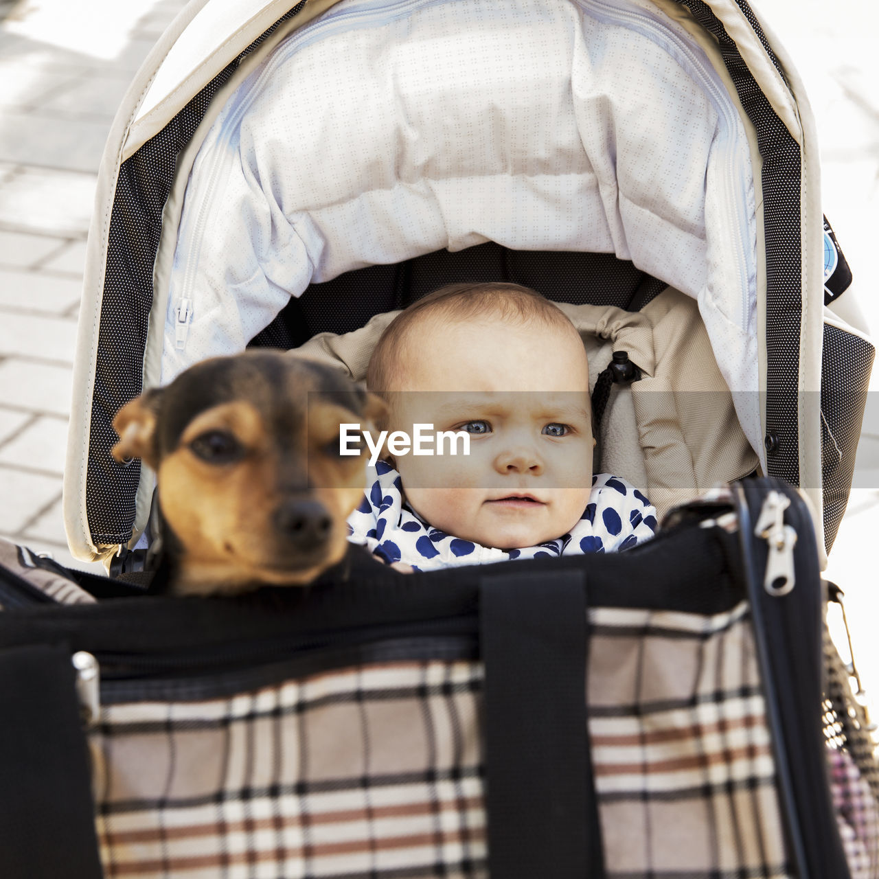 Baby in pram, dog in carrier on background