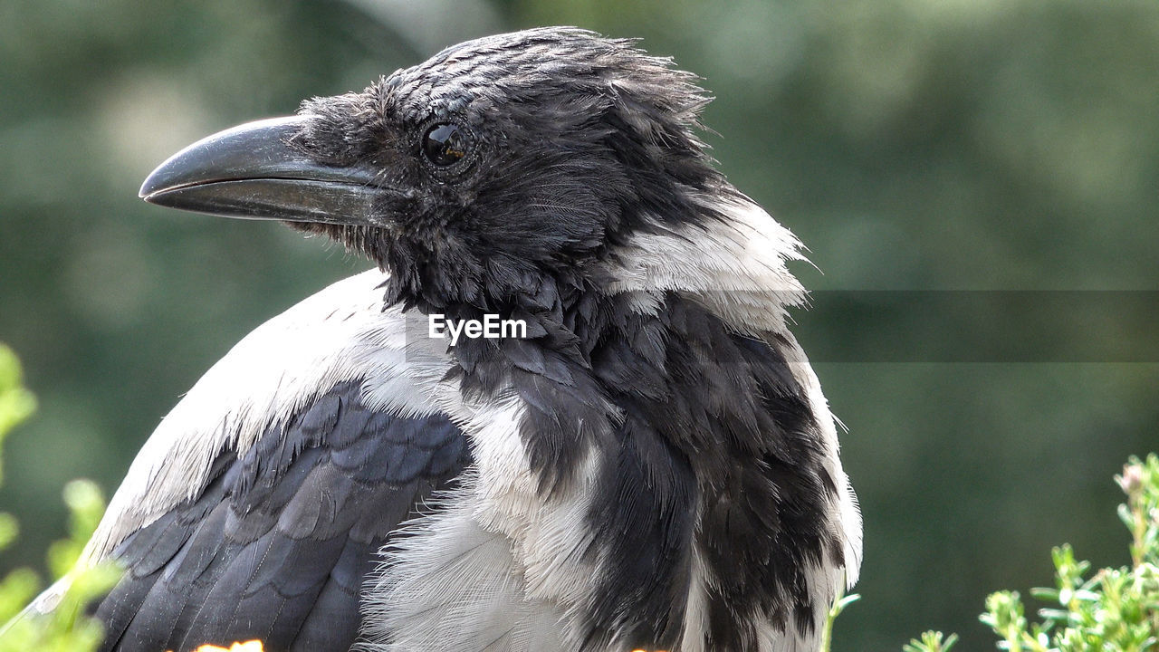 CLOSE-UP OF AN ANIMAL