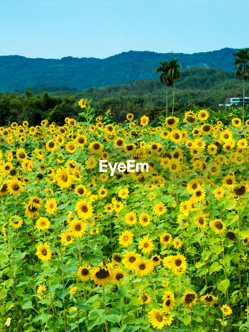 SCENIC VIEW OF SUNFLOWER FIELD