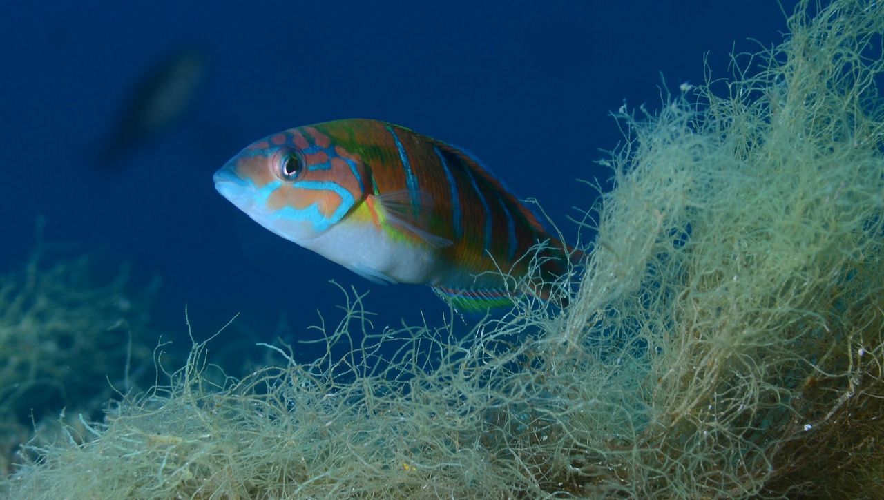 Close-up of fish swimming in sea