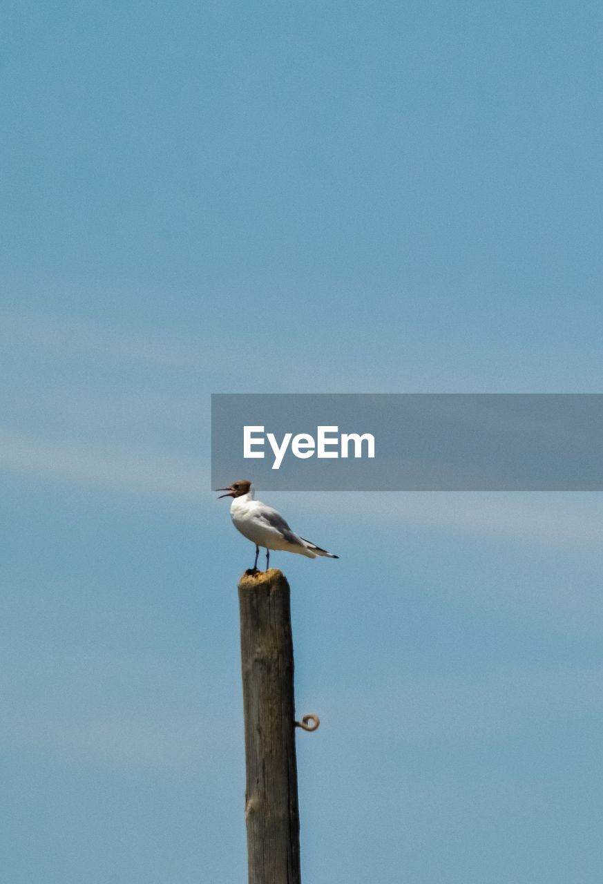 SEAGULL PERCHING ON WOODEN POST
