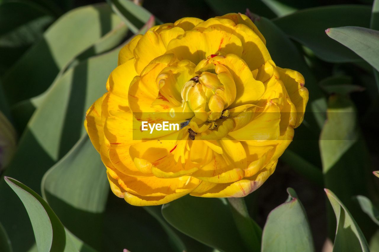 flower, flowering plant, plant, beauty in nature, yellow, freshness, petal, flower head, close-up, nature, fragility, inflorescence, growth, leaf, plant part, no people, springtime, blossom, outdoors, green, vibrant color, focus on foreground, botany