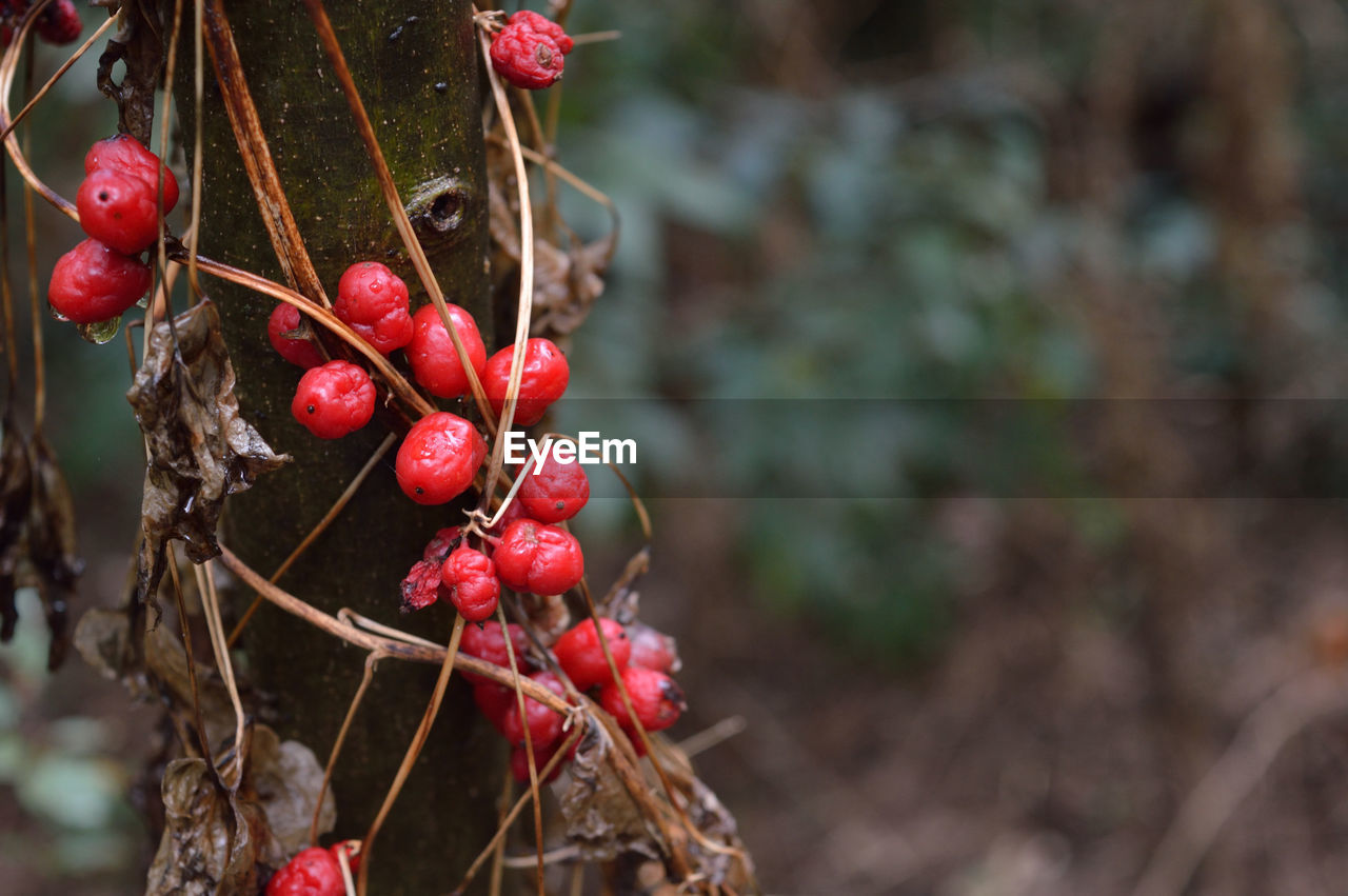 Red berries growing outdoors