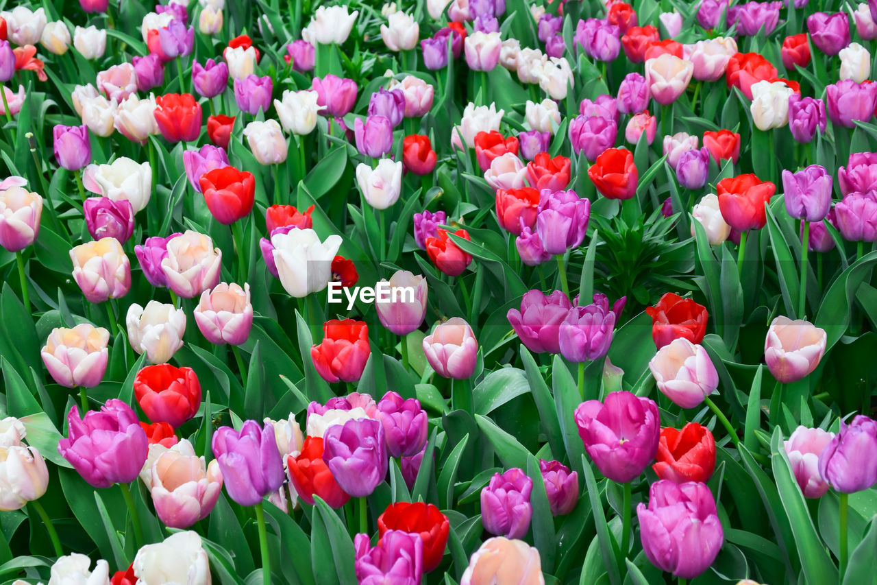 Colorful tulip flowers garden in spring