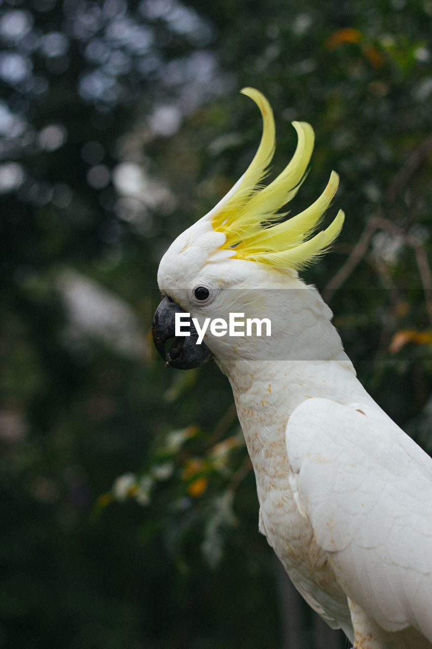 Close-up of a cockatoo