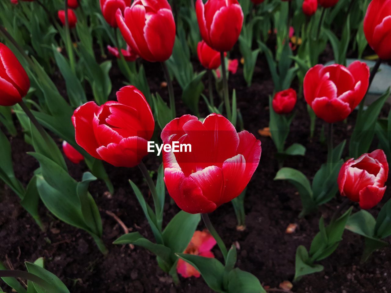 Close-up of red tulips in field