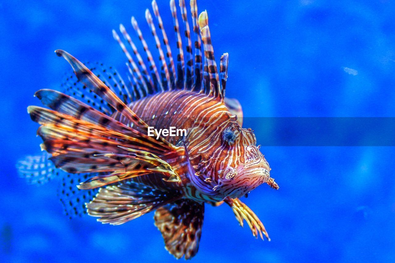 Close-up of fish swimming in sea