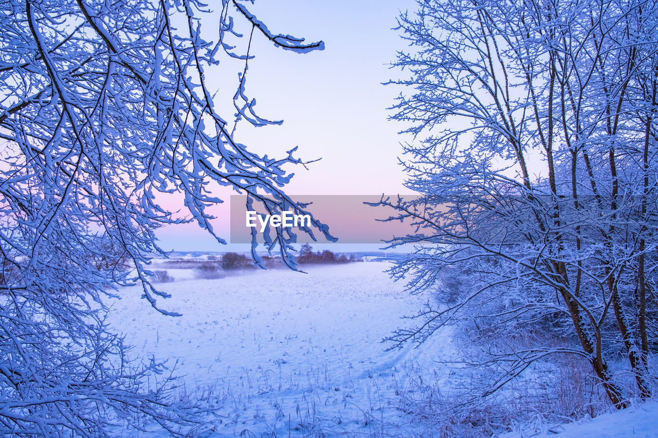 Winter morning light at a field