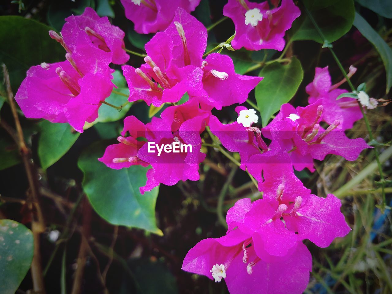 CLOSE-UP OF PINK FLOWERS BLOOMING