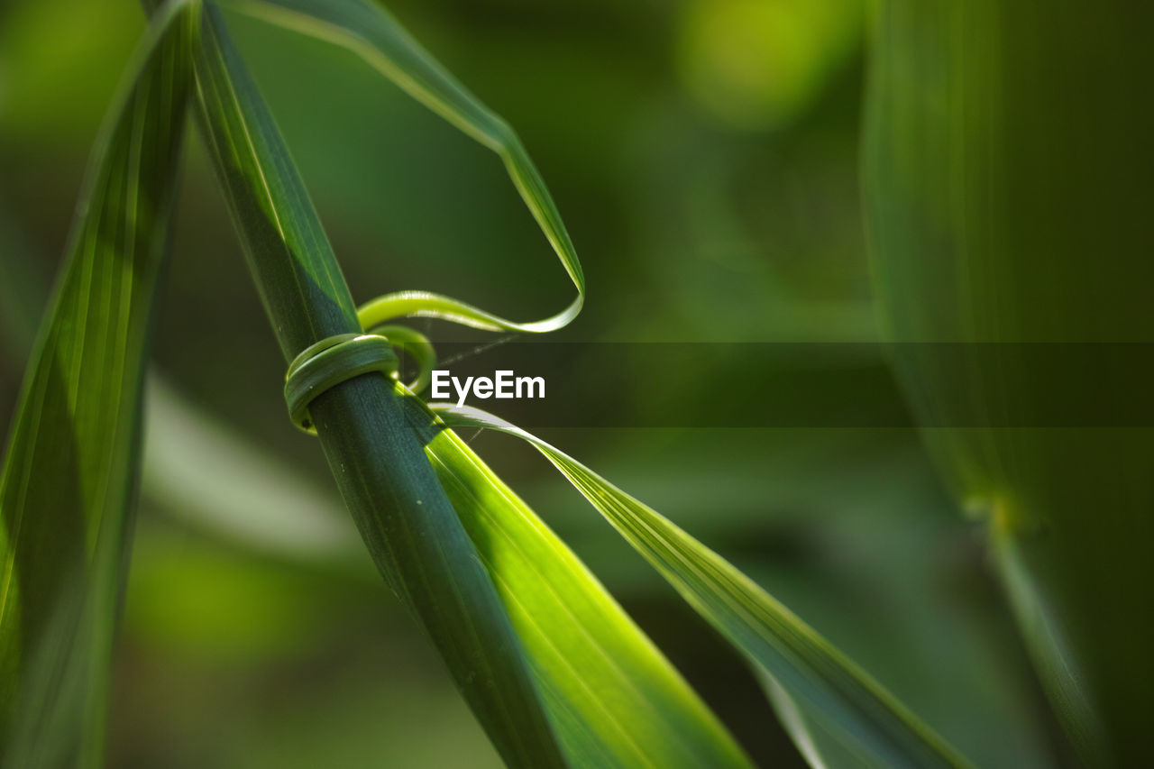 CLOSE-UP OF SPIRAL PLANT