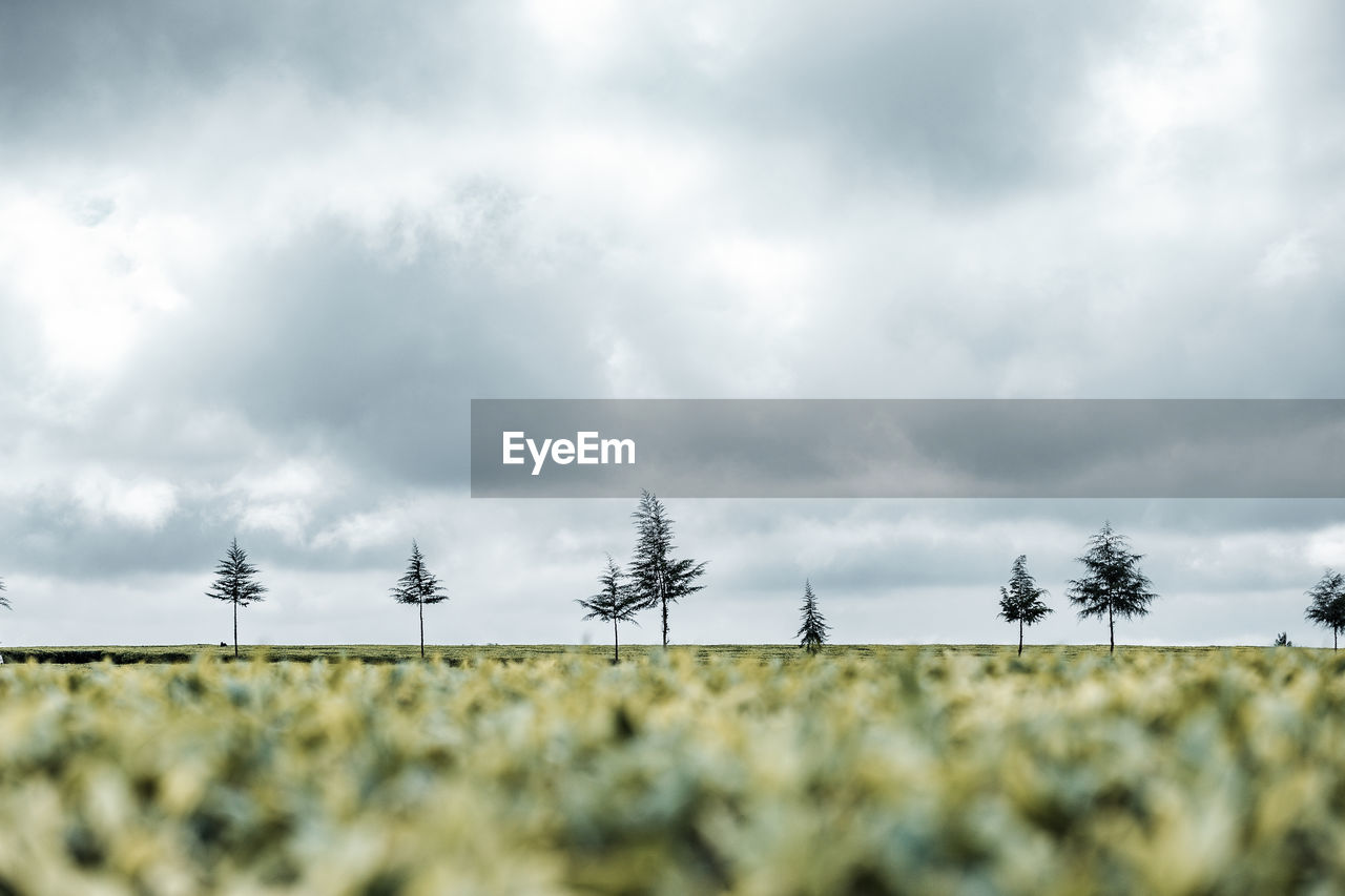 sky, cloud, plant, nature, horizon, grass, landscape, environment, land, field, morning, beauty in nature, sunlight, no people, tree, rural scene, scenics - nature, rural area, tranquility, day, tranquil scene, outdoors, agriculture, overcast, growth, flower, non-urban scene, cloudscape, copy space, fence