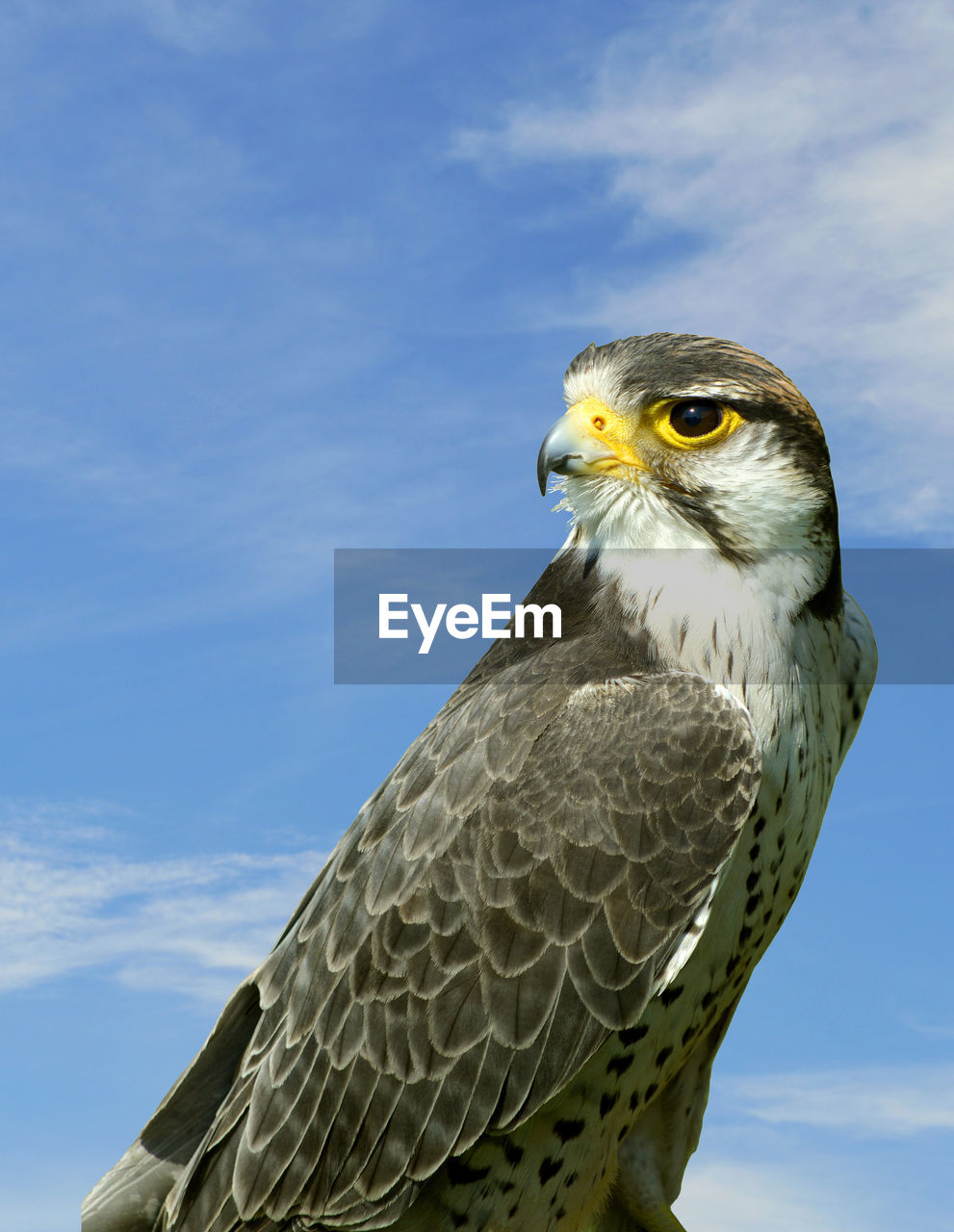 Lanner falcon latin name falco biarmicus