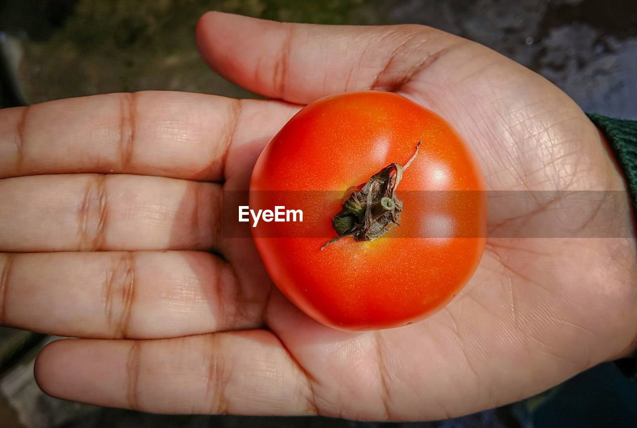 cropped image of hand holding tomato