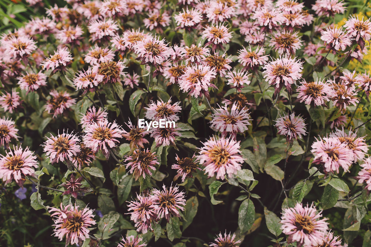 Close-up of pink flowers