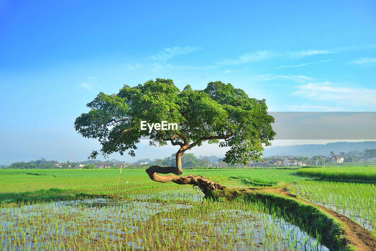 Tree on field against sky