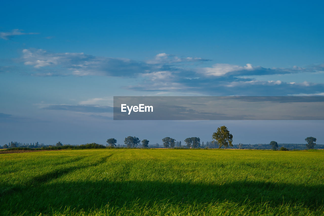 sky, landscape, horizon, field, plant, environment, land, rural scene, agriculture, rapeseed, plain, grassland, nature, cloud, beauty in nature, scenics - nature, crop, prairie, grass, tranquility, blue, flower, no people, growth, green, farm, tree, cereal plant, tranquil scene, meadow, canola, pasture, outdoors, food, food and drink, idyllic, social issues, vegetable, springtime, freshness, sunlight, day, rural area, morning, summer, hill, non-urban scene, natural environment, yellow, environmental conservation, flowering plant, barley