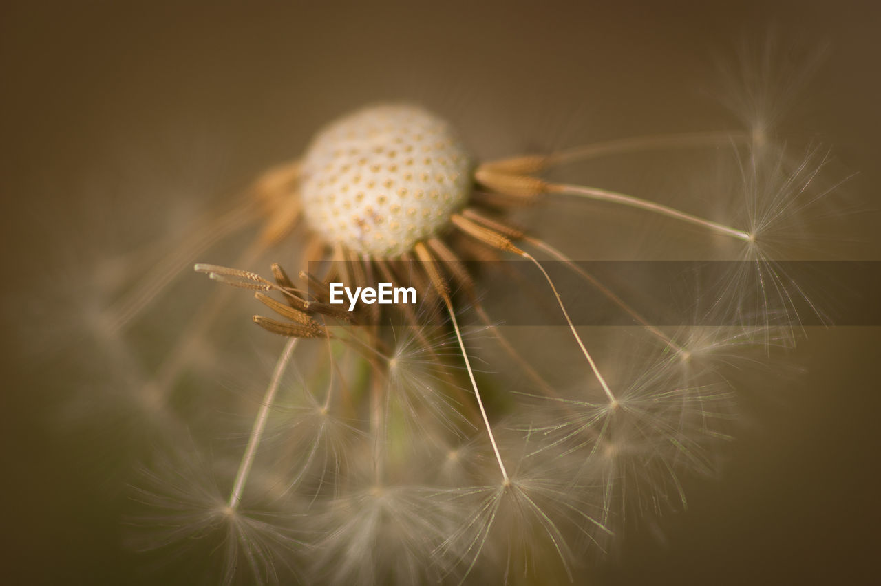 Close-up of dandelion on plant