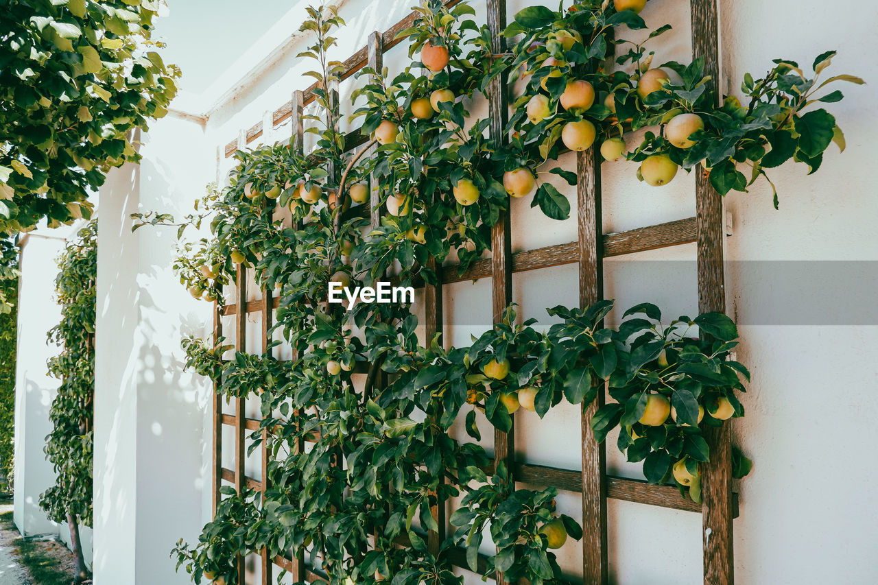 PLANTS GROWING AGAINST BUILDING