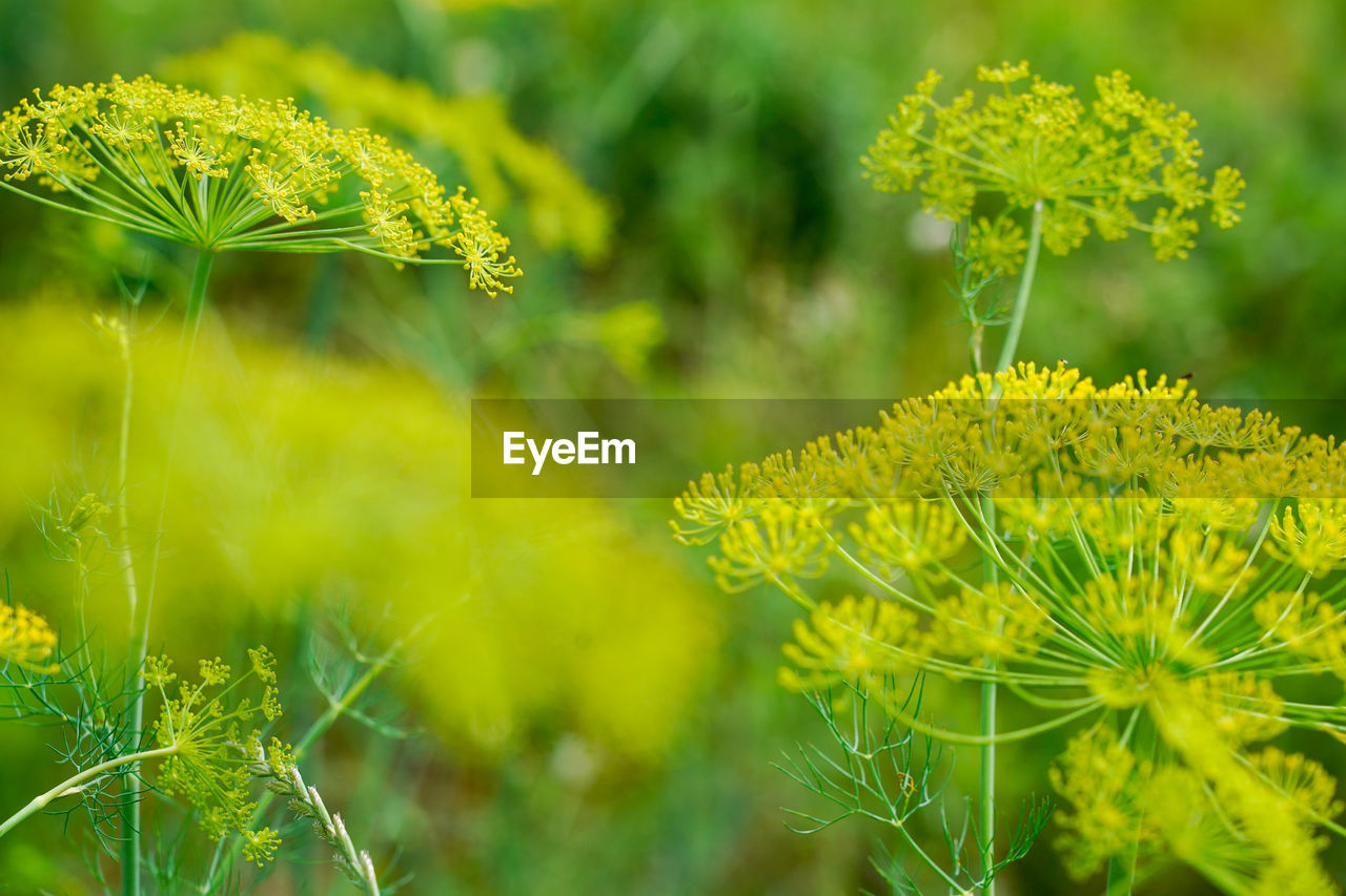 CLOSE-UP OF YELLOW FLOWERING PLANT