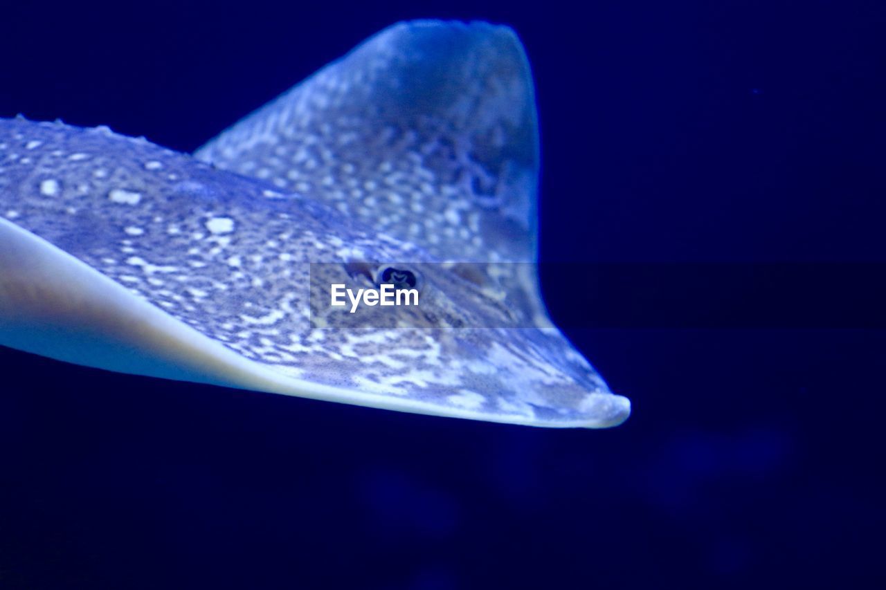 Close-up of fish in aquarium