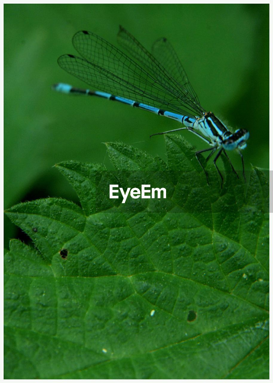 CLOSE-UP OF CATERPILLAR ON LEAF