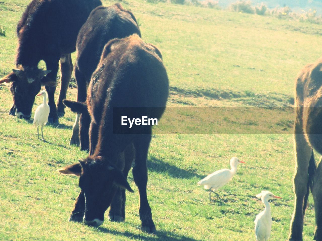 HIGH ANGLE VIEW OF TWO ANIMALS ON FIELD