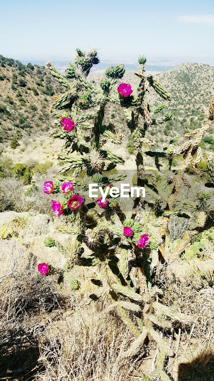 PINK FLOWERING PLANTS ON ROCK