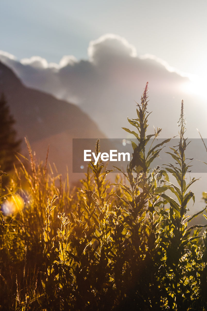 Plants growing against sky during sunset