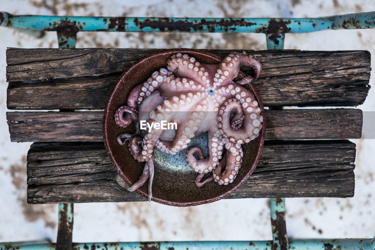 Octopus is raw, ready to cook. creative concept of healthy food