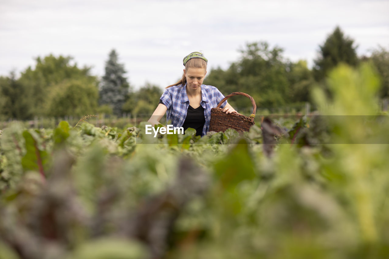 Young woman working as vegetable grower or farmer in the field