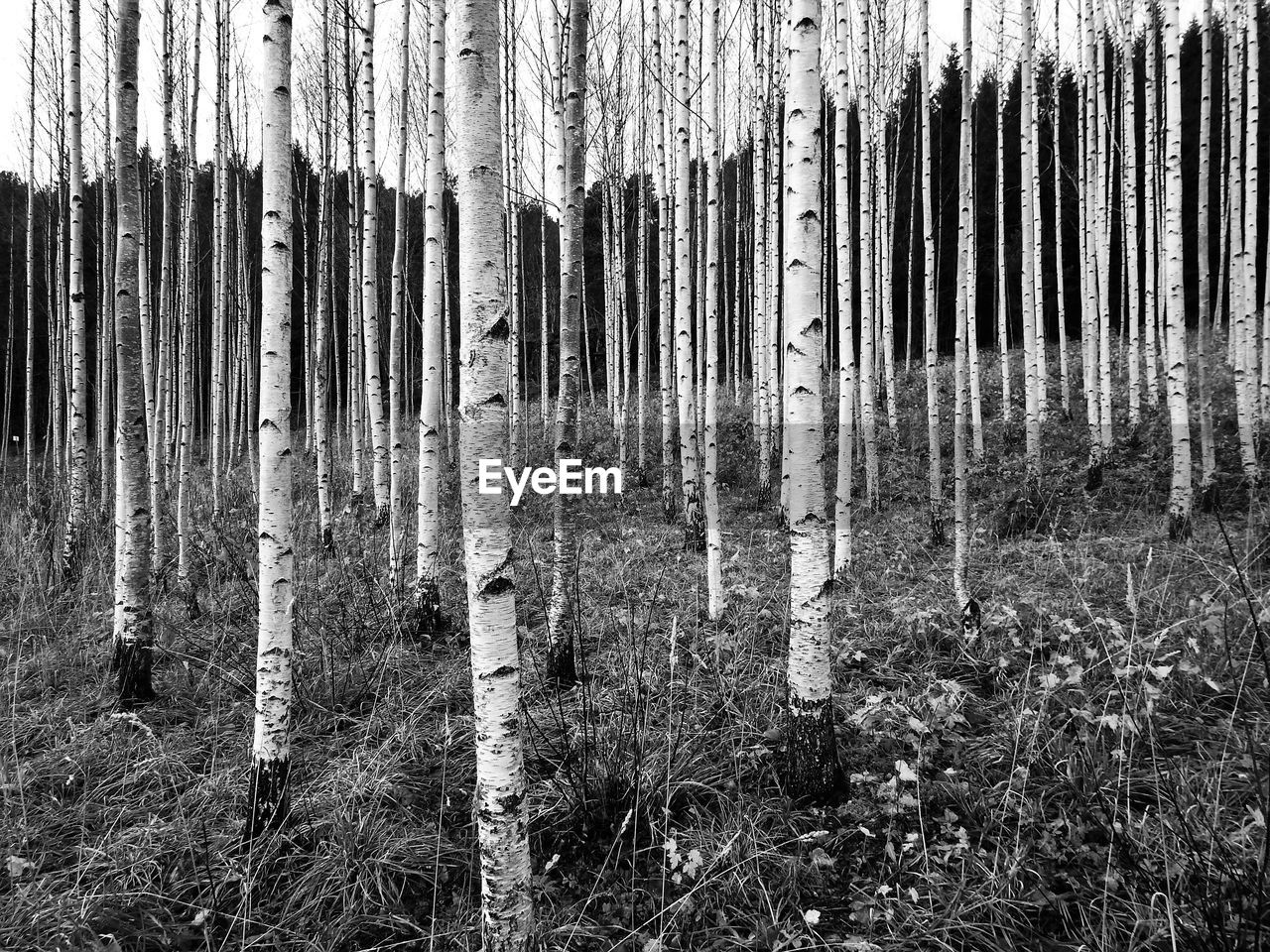 VIEW OF TREES IN FOREST