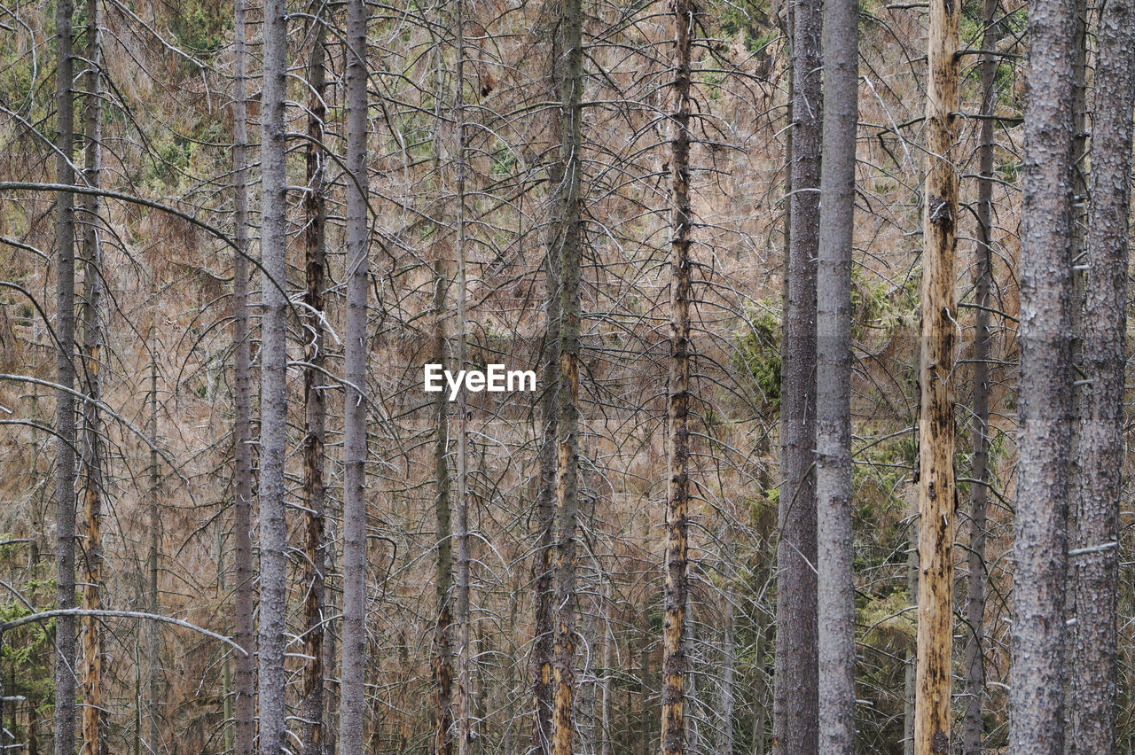 Full frame shot of dead spruce trees in forest because of bark beetles