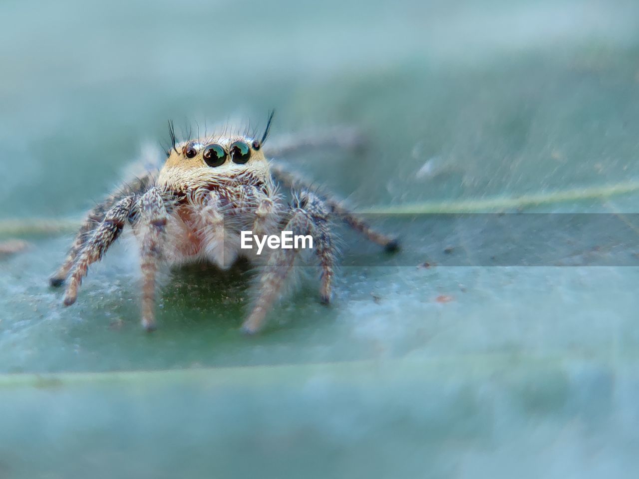 CLOSE-UP OF SPIDER IN THE SURFACE