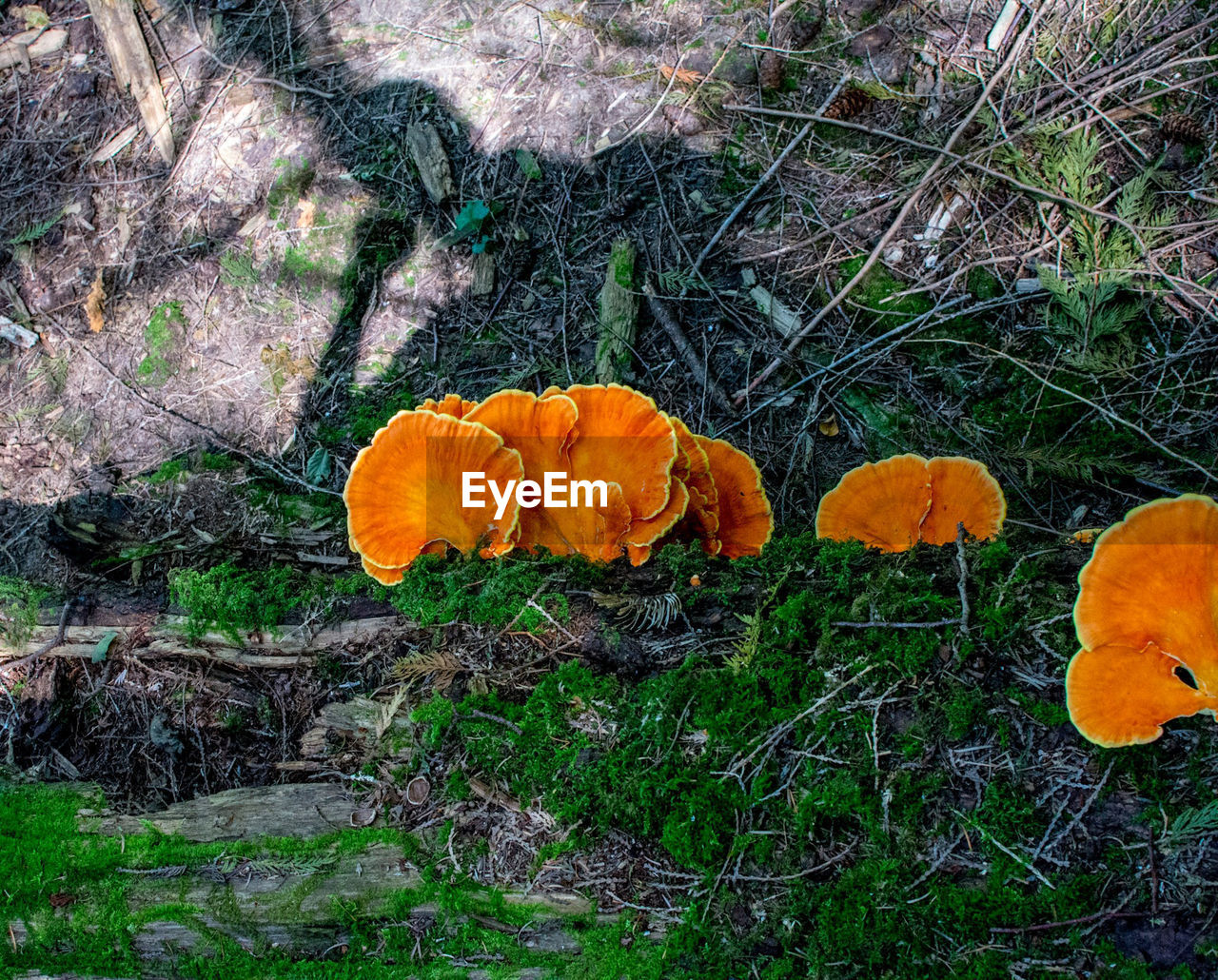 HIGH ANGLE VIEW OF ORANGE FLOWERING PLANT ON FIELD