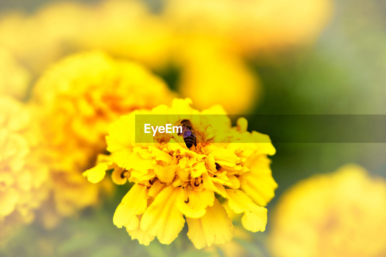 CLOSE-UP OF HONEY BEE POLLINATING ON YELLOW FLOWER