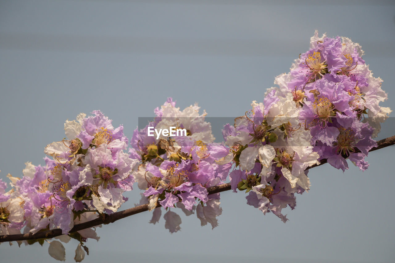 LOW ANGLE VIEW OF CHERRY BLOSSOMS AGAINST TREE