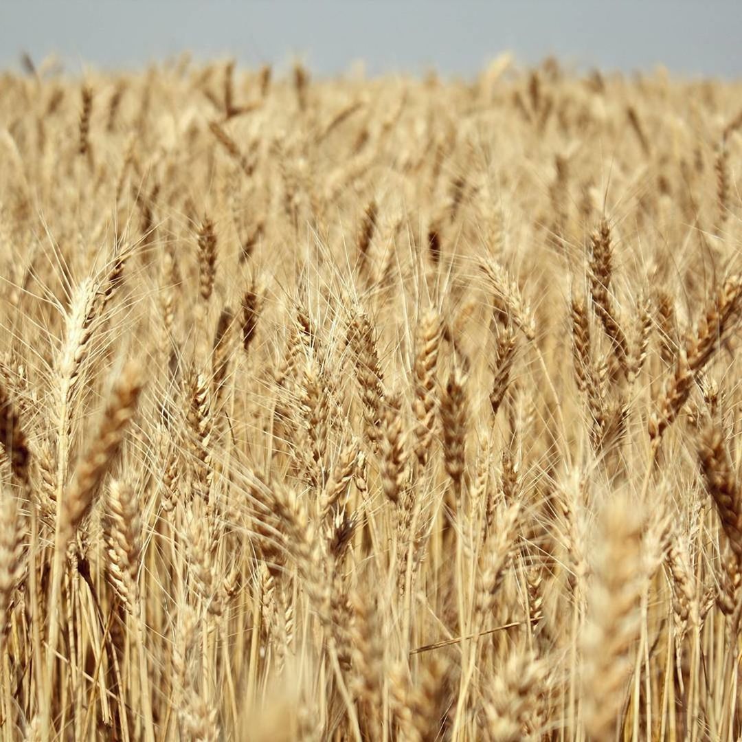 Close-up of wheat field