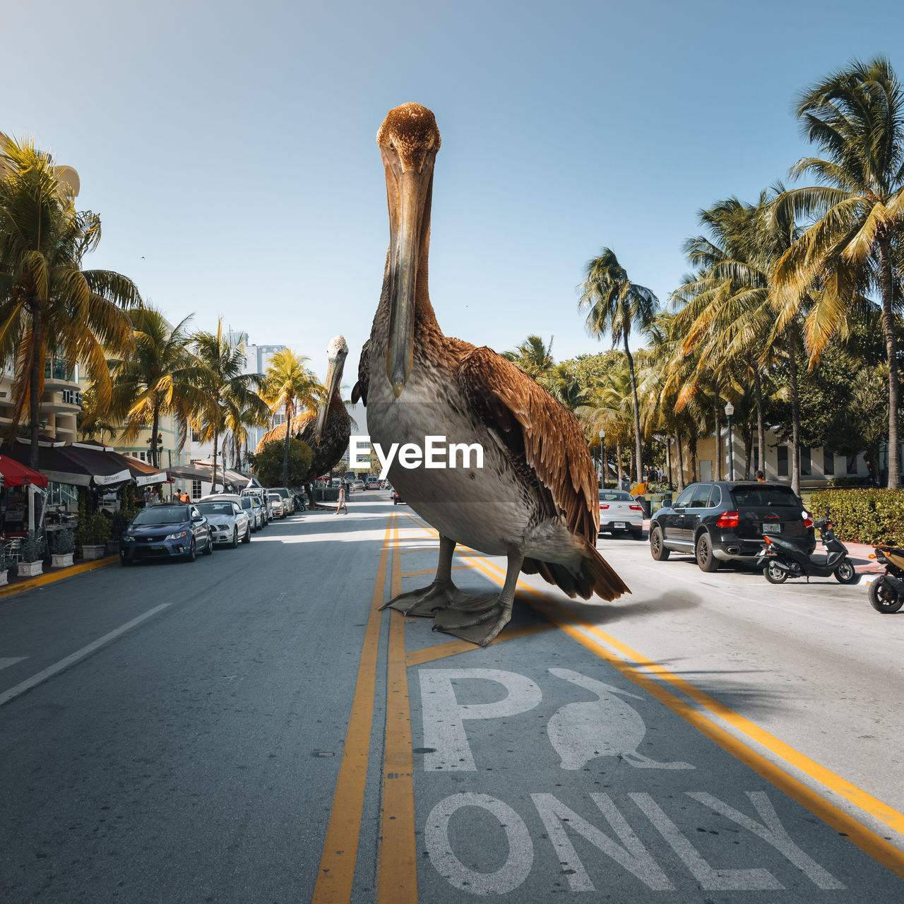 Close-up of a oversized bird standing on a road