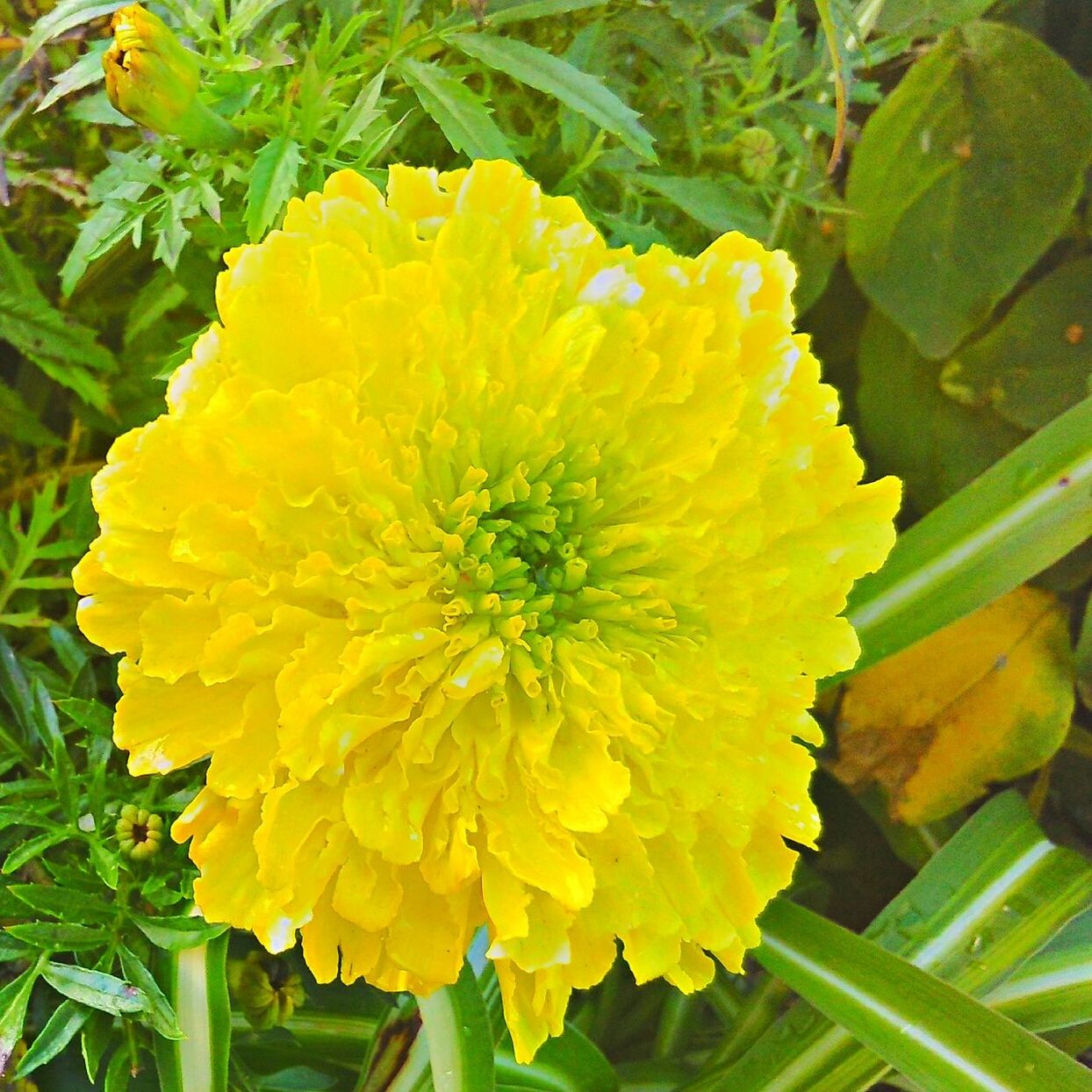 CLOSE-UP OF YELLOW FLOWERS BLOOMING