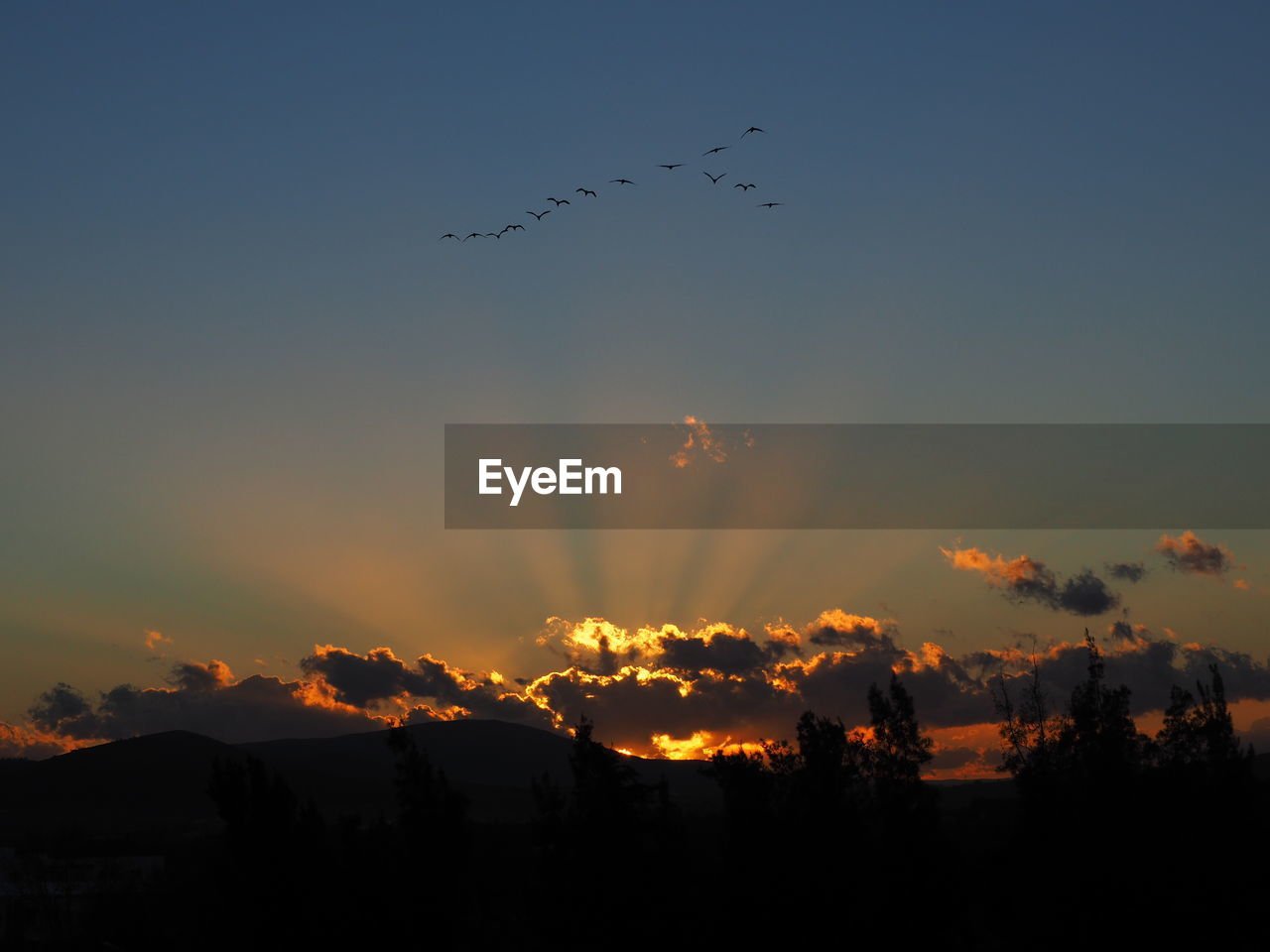 Low angle view of silhouette birds flying against sky during sunset