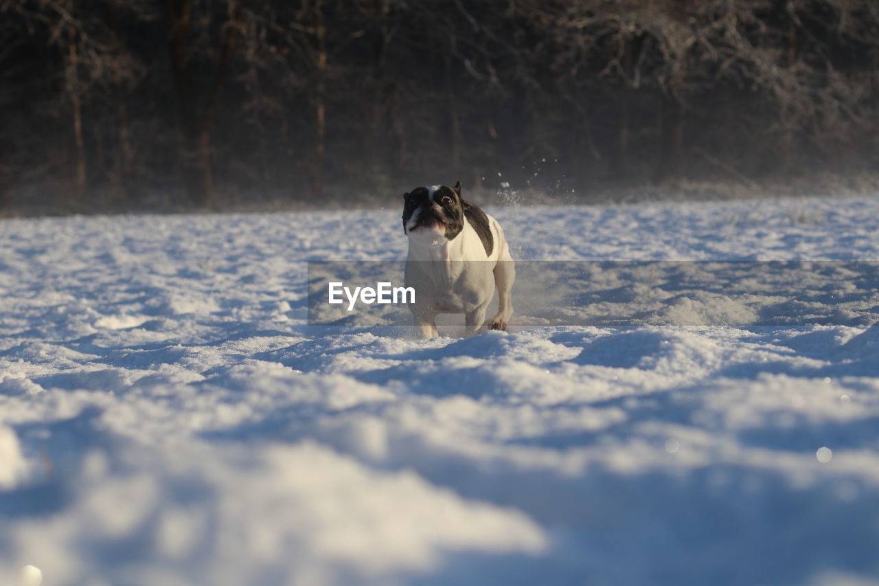 Dog running on snow during winter