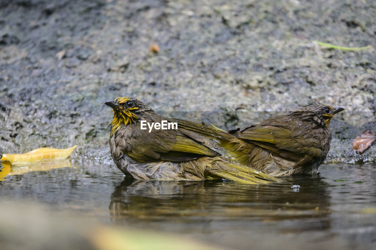 close-up of bird perching on field